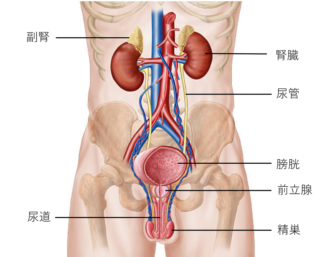 泌尿器 について 正しい の は どれ か